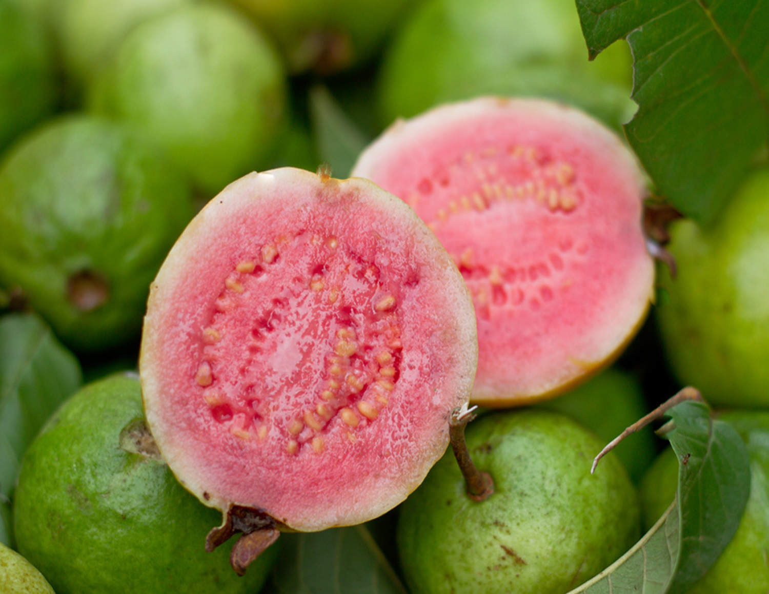 Tropical Guava