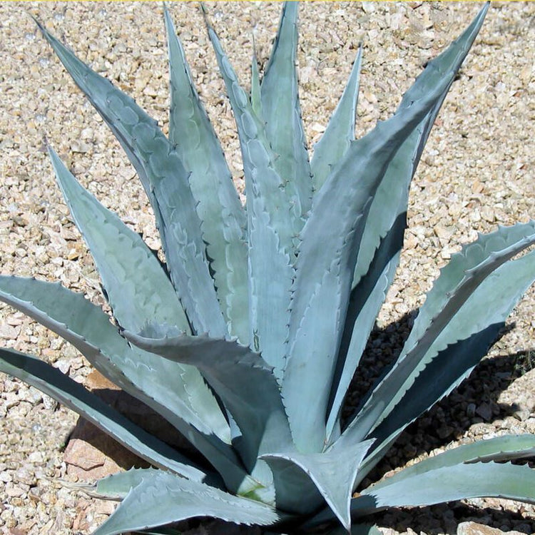 Agave