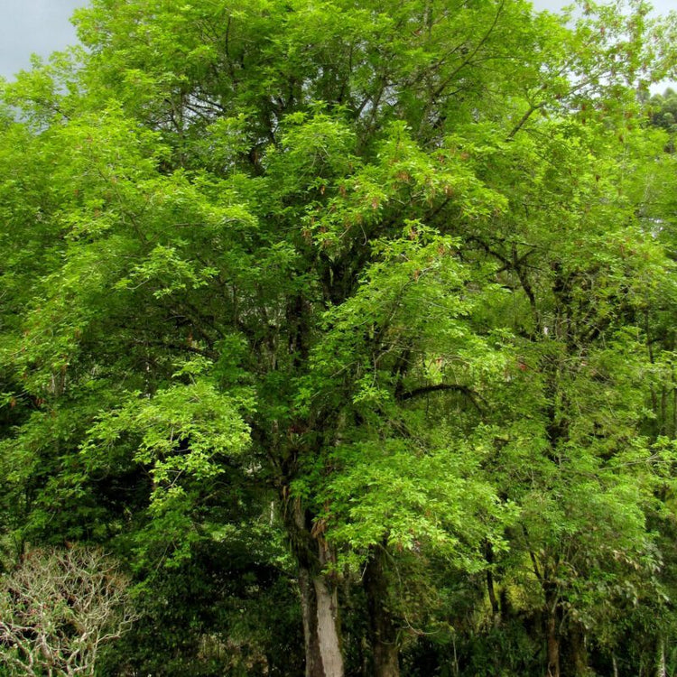 Shop All - Shade Trees