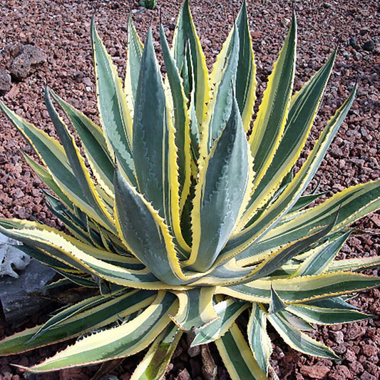 Agave - Century Variegated