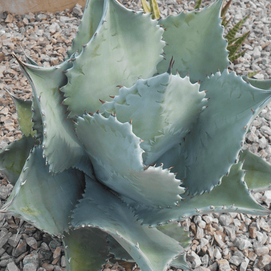 Agave - Mescal Ceniza