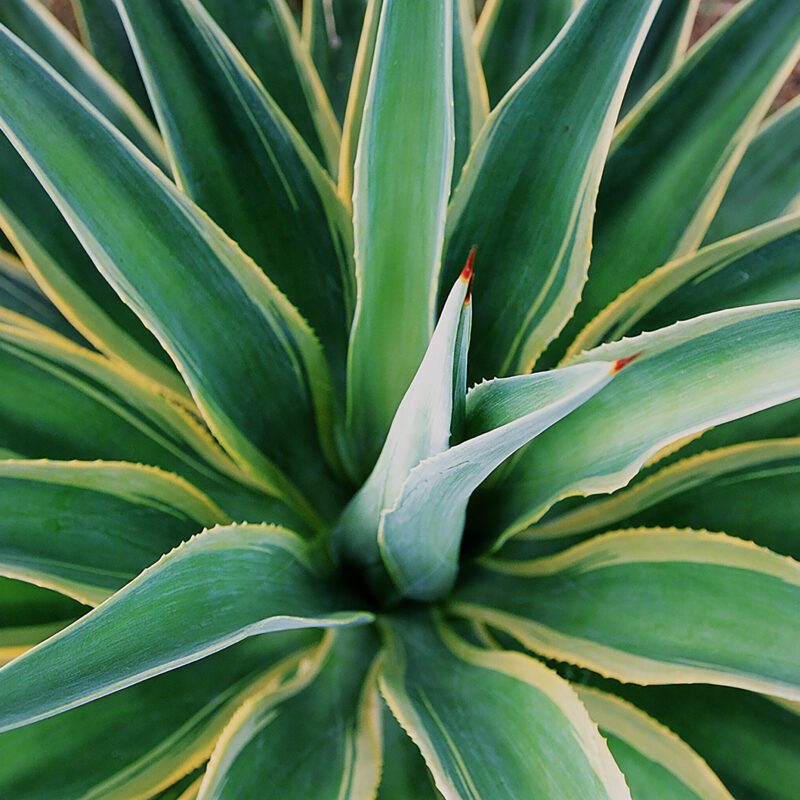 Agave - Tropical Variegated