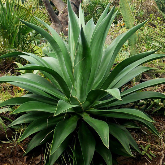 Agave - Tropical