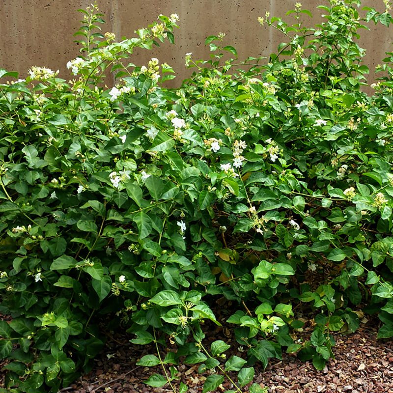 Shrubs - Arabian Jasmine