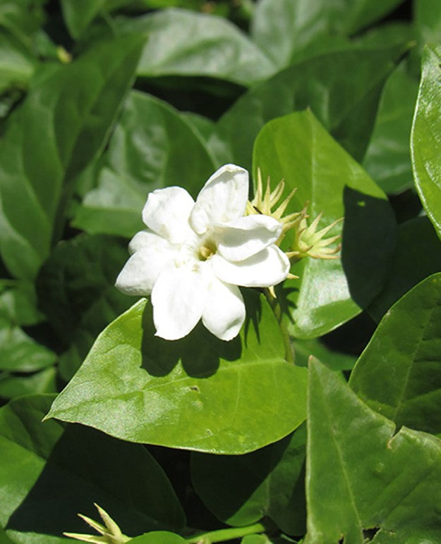 Shrubs - Arabian Jasmine