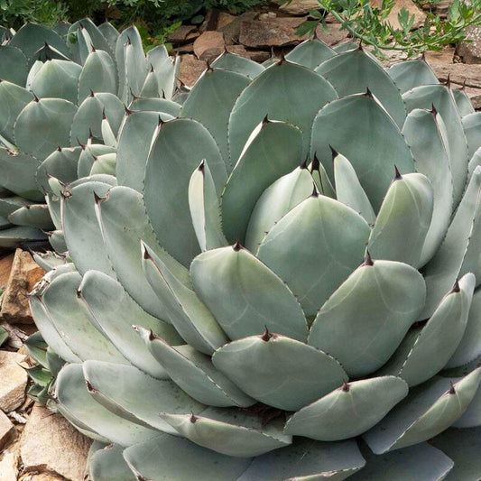 Agave - Artichoke