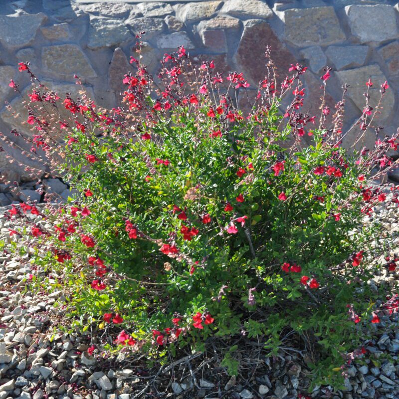 Shrubs - Sage - Autumn