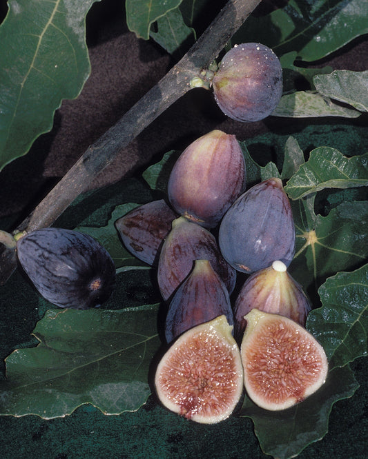 Fig Cutting -  Black Mission