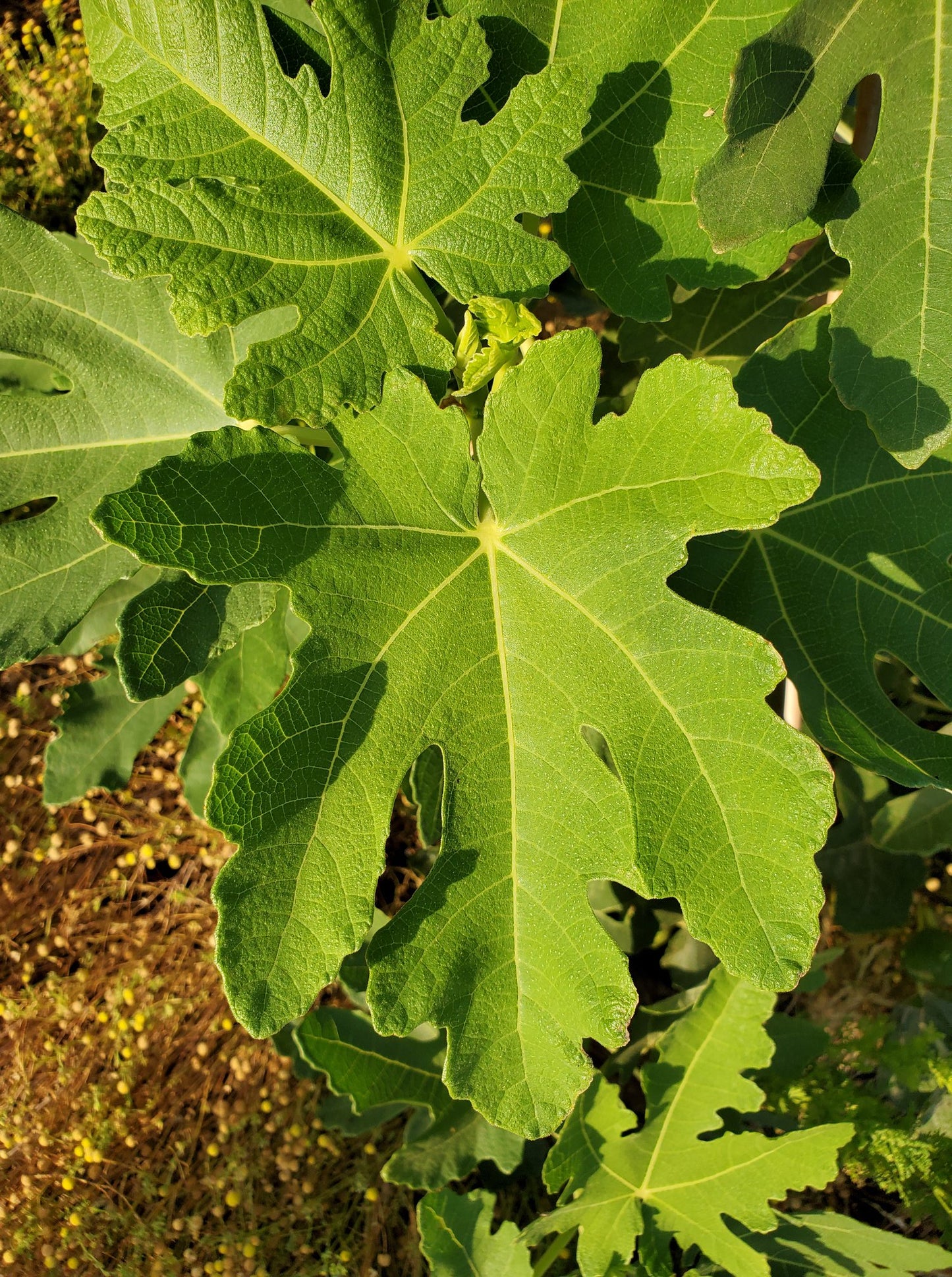 Fig Cutting -  Black Jack