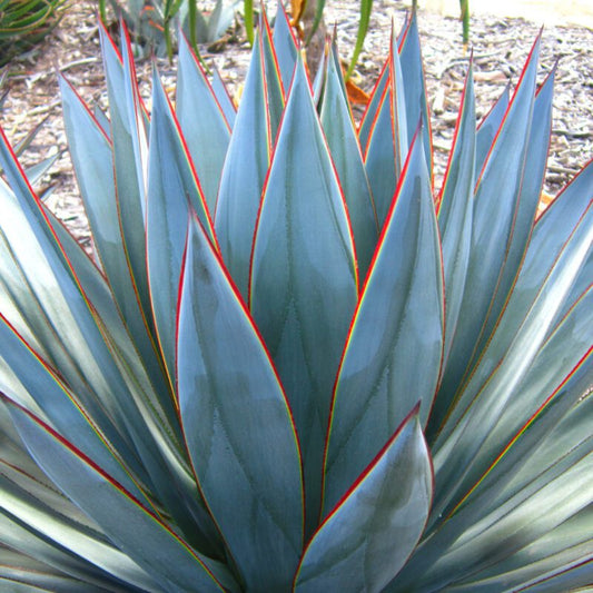 Agave - Blue Glow