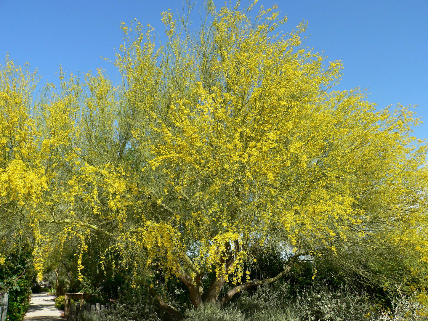 Shade - Palo Verde - Blue