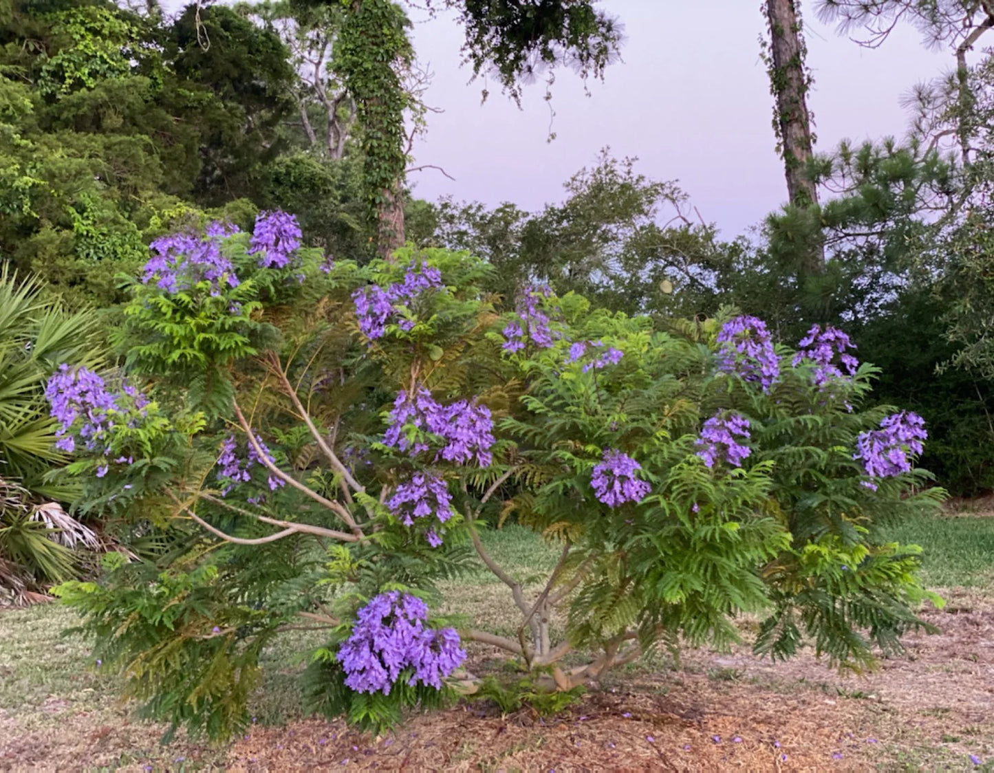 Shade - Jacaranda - Bonsai