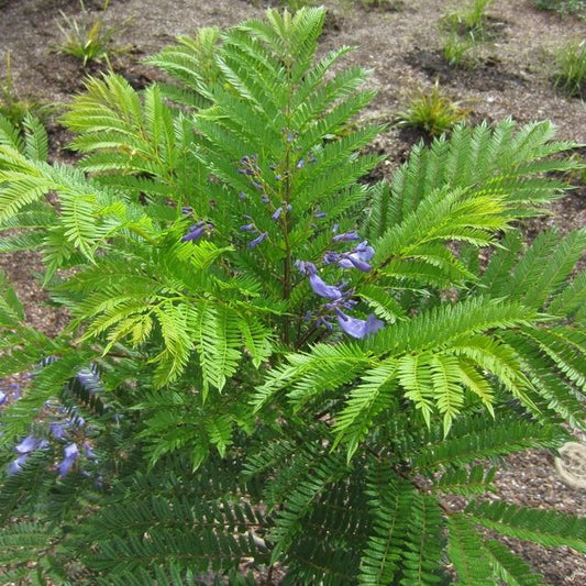 Shade - Jacaranda - Bonsai