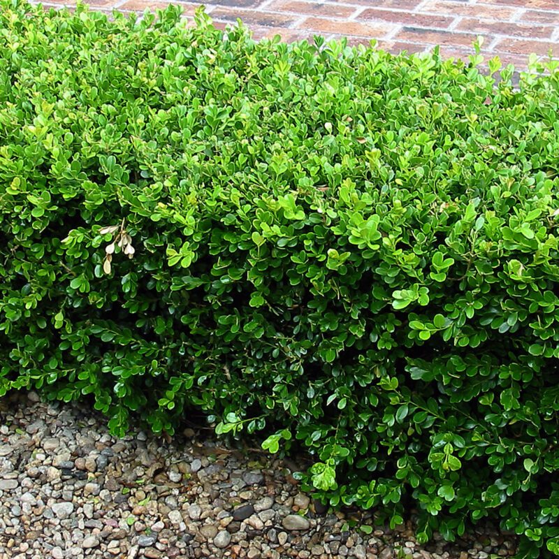 Shrubs - Boxwood (Japanese)