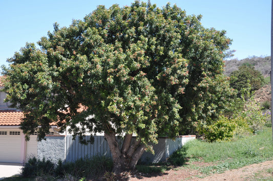 Shade - Brazilian Pepper