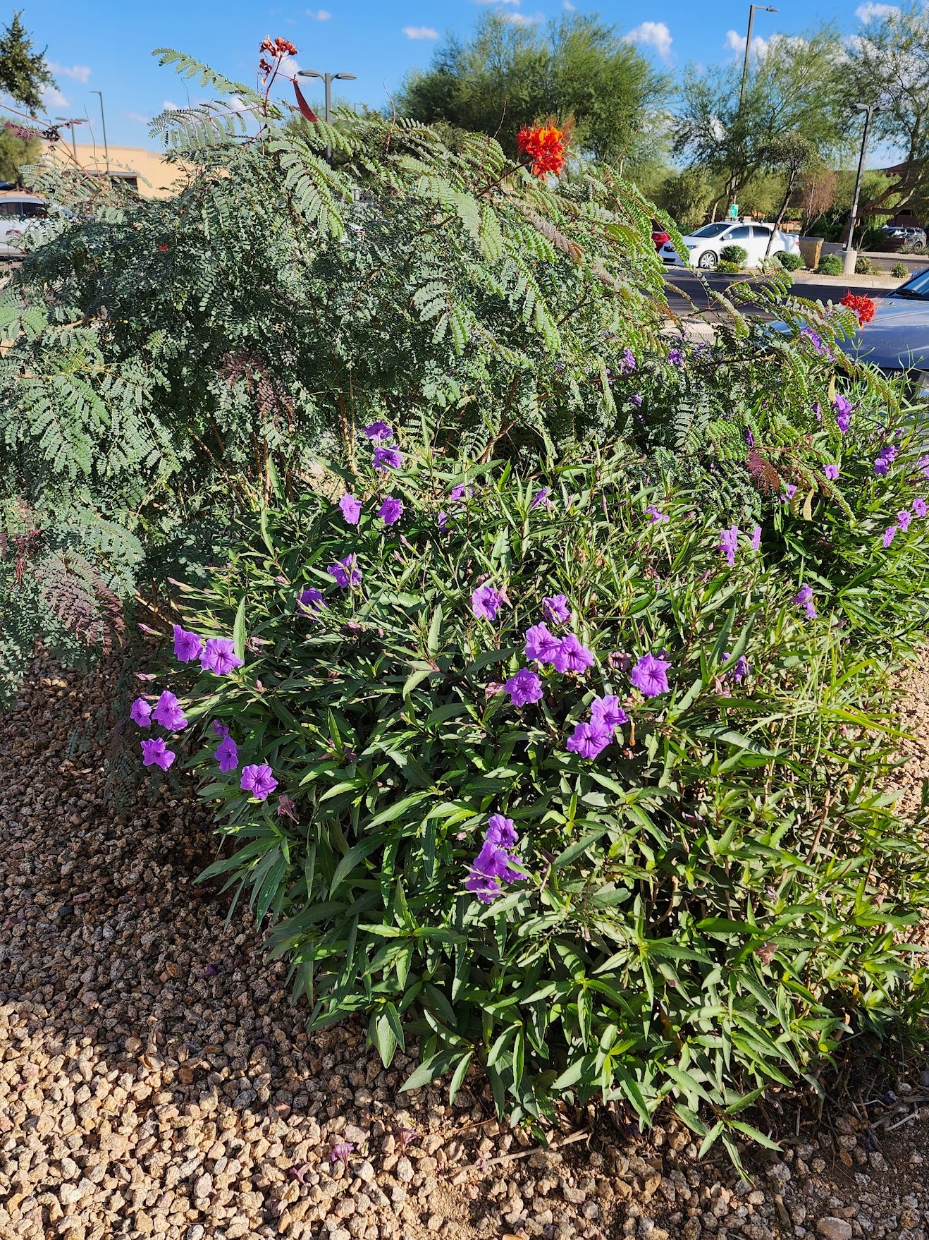 Shrubs - Ruellia - British