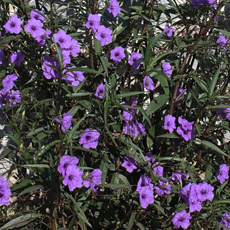 Shrubs - Ruellia - British