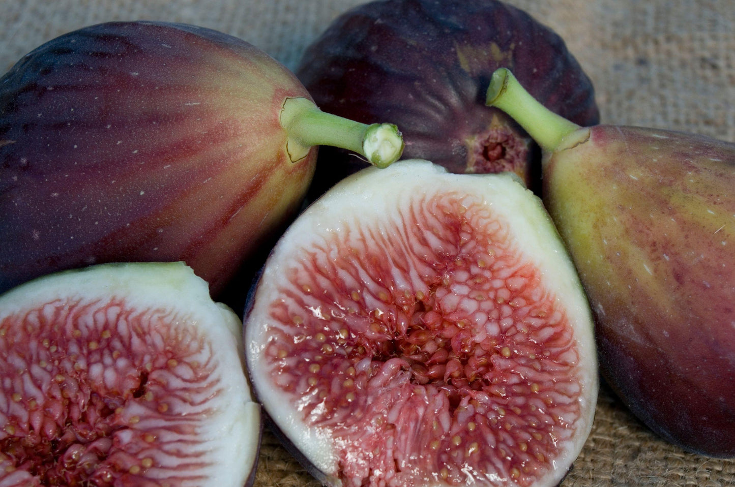 Fig Cutting -  Brown Turkey