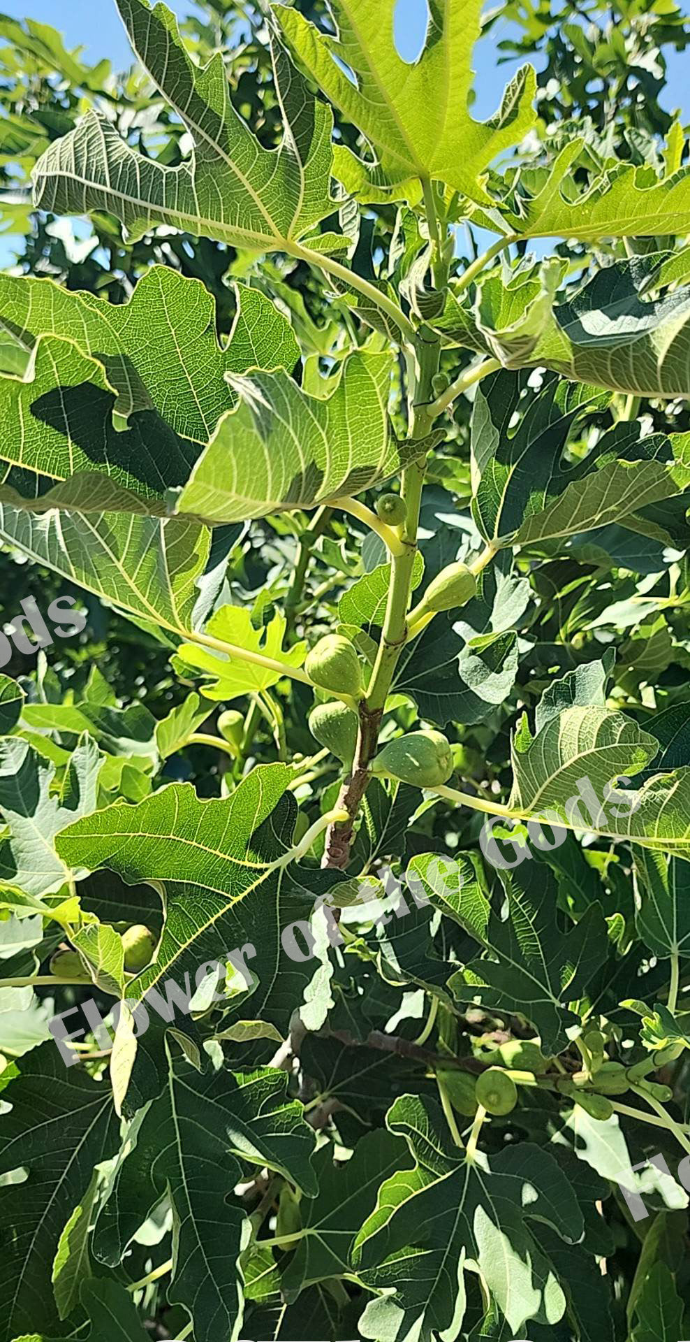 Fig Cutting -  Brunswick