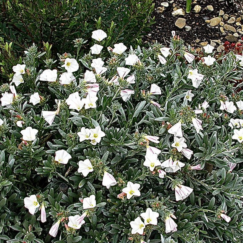 Shrubs - Bush Morning Glory