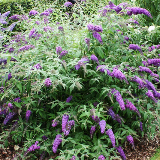 Shrubs - Butterfly Bush