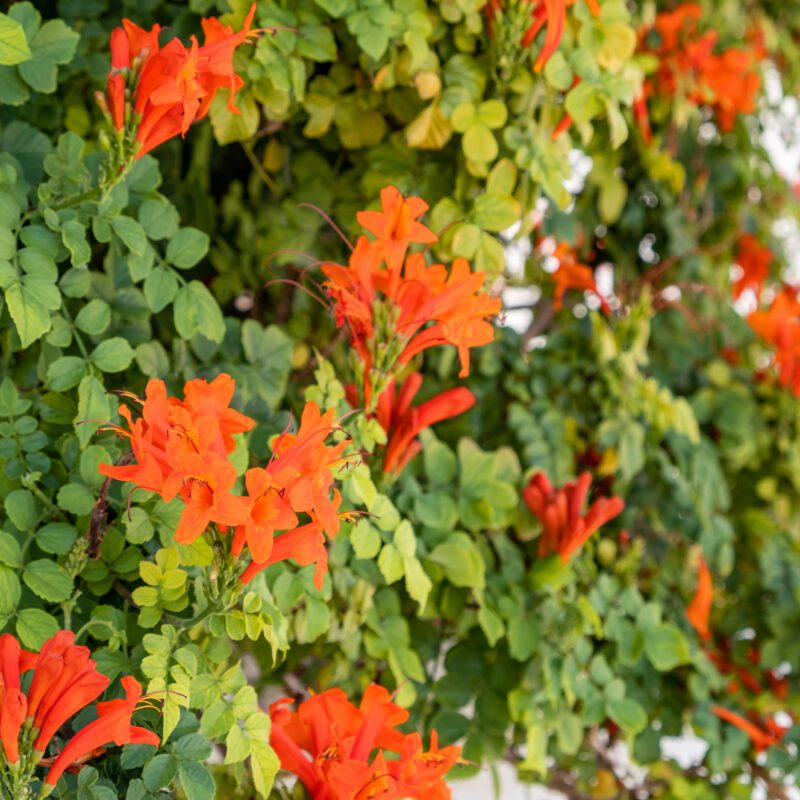 Vines - Cape Honeysuckle Staked