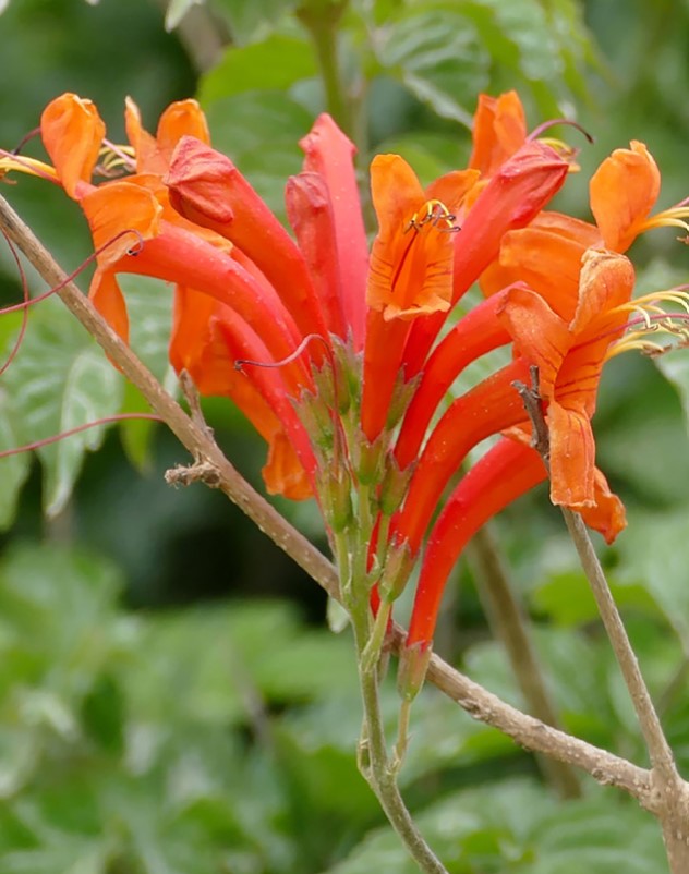 Shrubs - Cape Honeysuckle