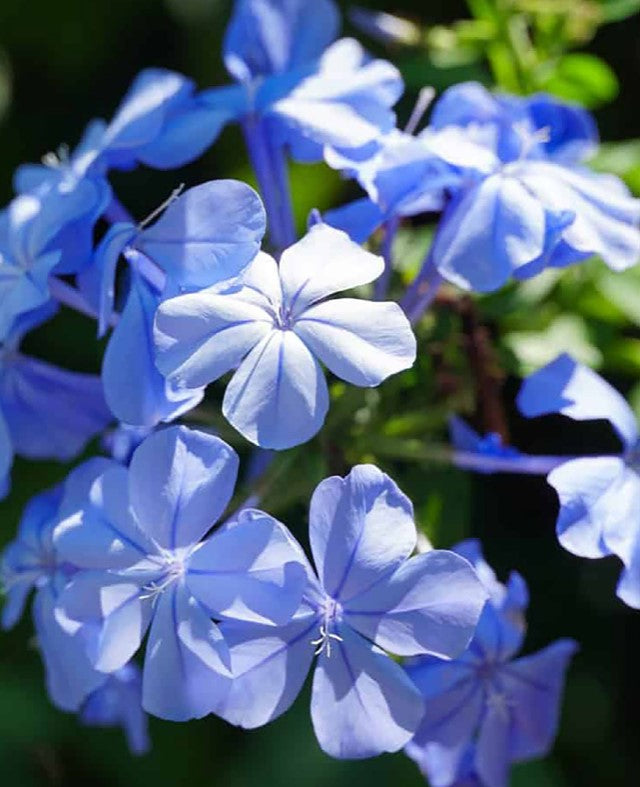 Shrubs - Cape Plumbago Blue