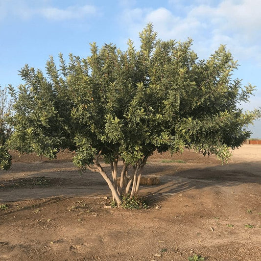 Shade - Carob