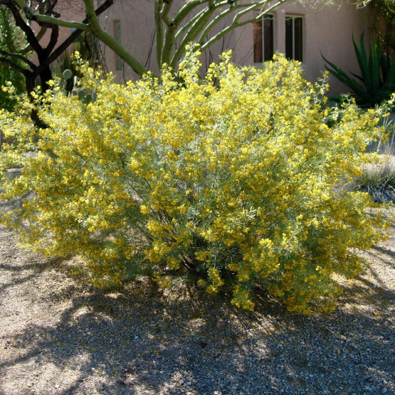 Shrubs - Cassia - Feathery