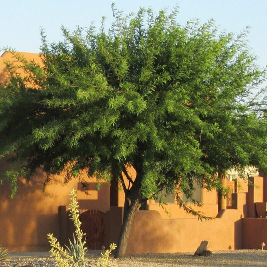 Shade - Mesquite - Chilean