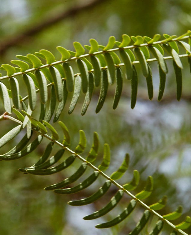 Shade - Mesquite - Chilean