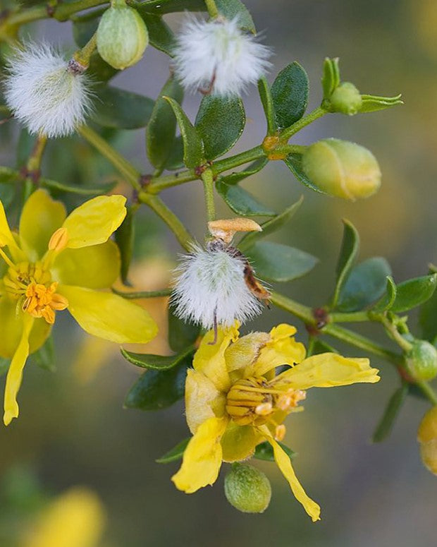 Shrubs - Creosote