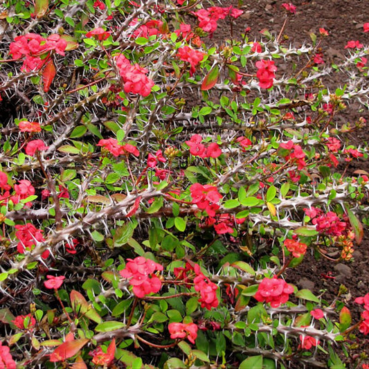 Euphorbia - Crown of Thorns