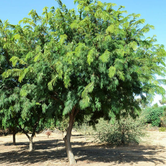 Shade - Desert Fern