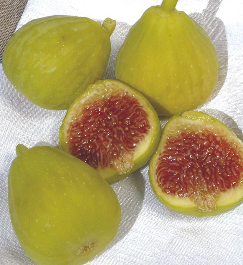 Fig Cutting - Desert King