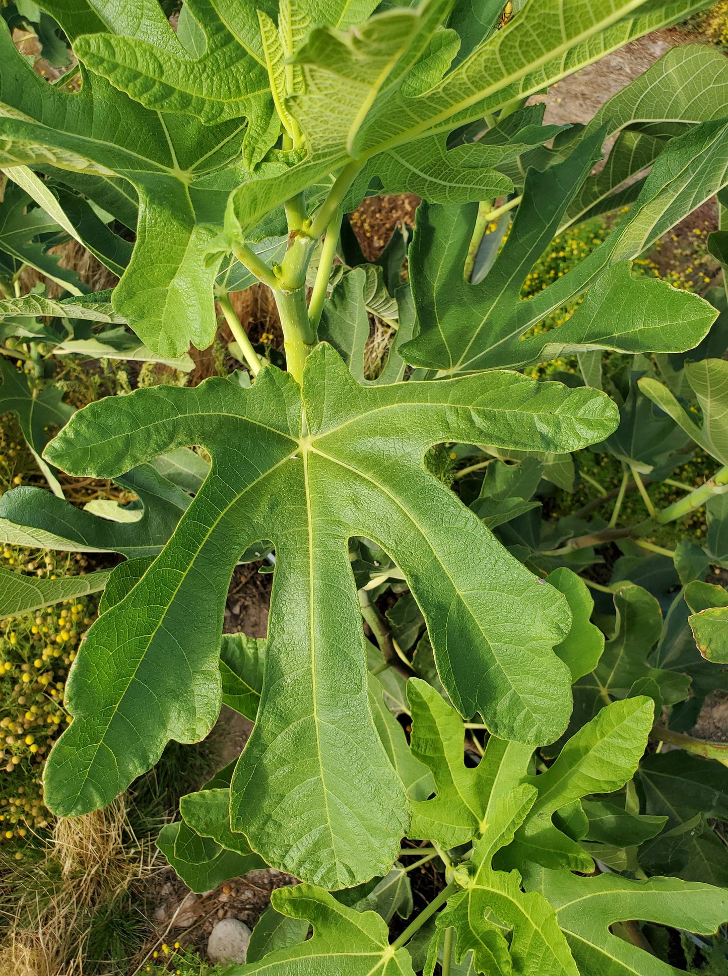 Fig Cutting - Desert King