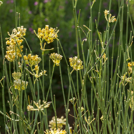 Shrubs - Desert Milkweed