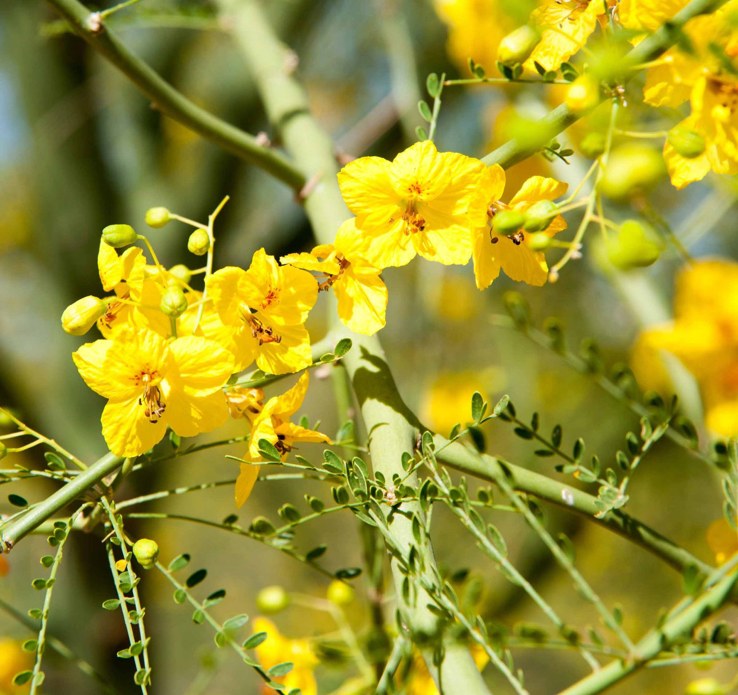 Shade - Palo Verde - Desert Museum