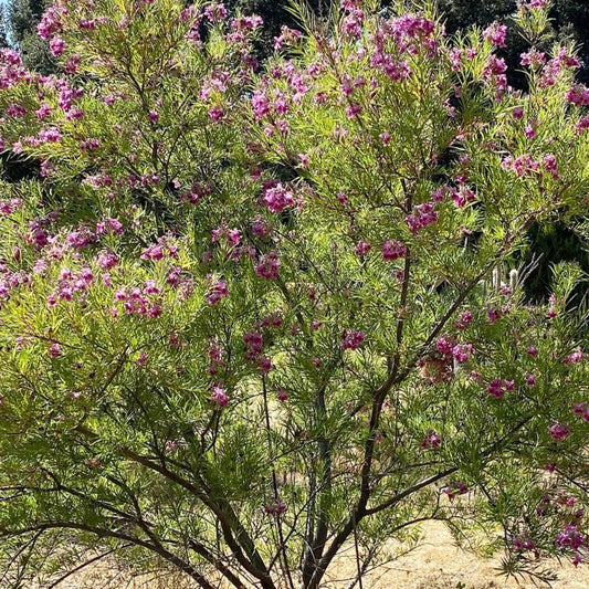 Shade - Desert Willow - Burgundy