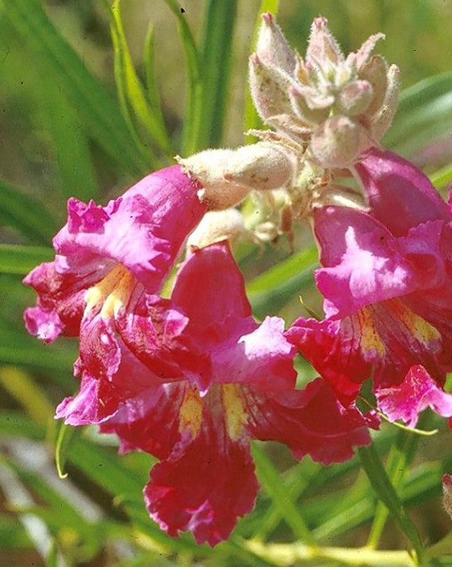 Shade - Desert Willow - Burgundy