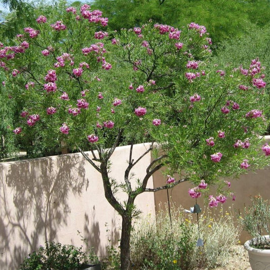 Shade - Desert Willow - Sweet Bubba