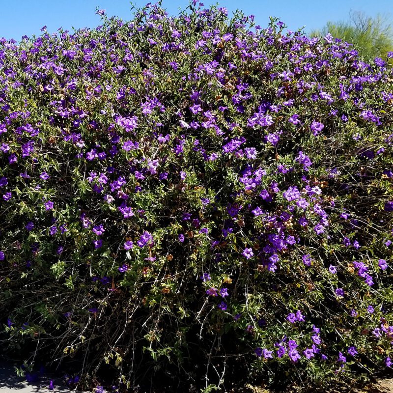 Shrubs - Ruellia - Desert