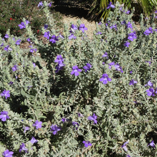 Shrubs - Emu Bush