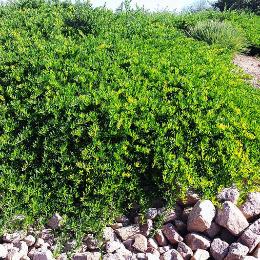 Shrubs - Emu Bush - Trailing