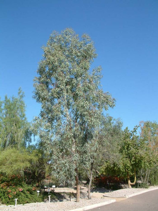 Shade - Eucalyptus - Coolibah