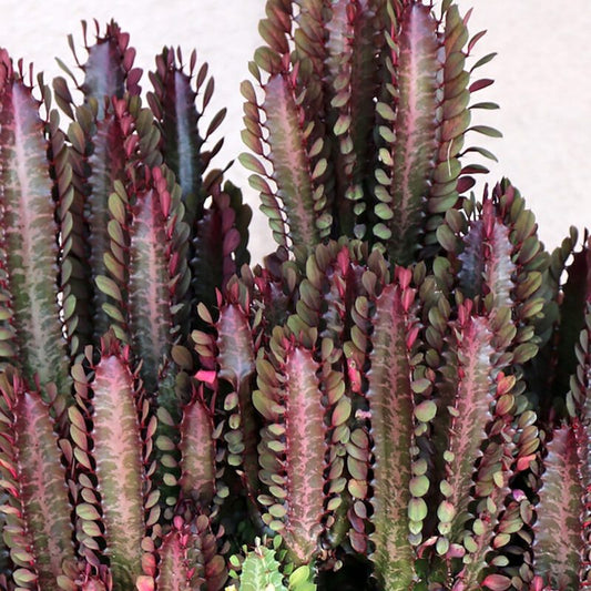 Euphorbia - Ruby Red Trigona