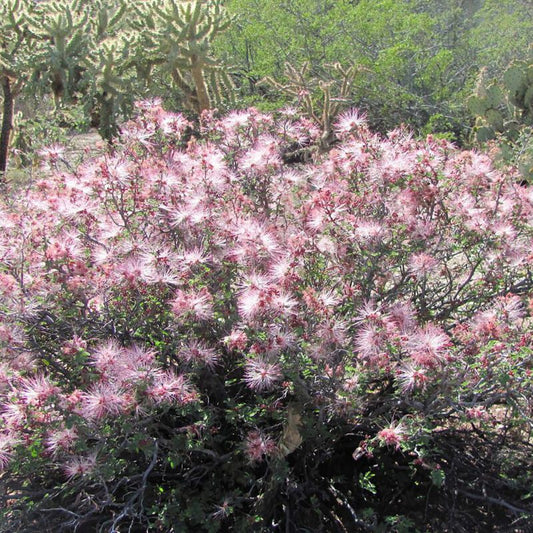 Shrubs - Fairy Duster - Pink