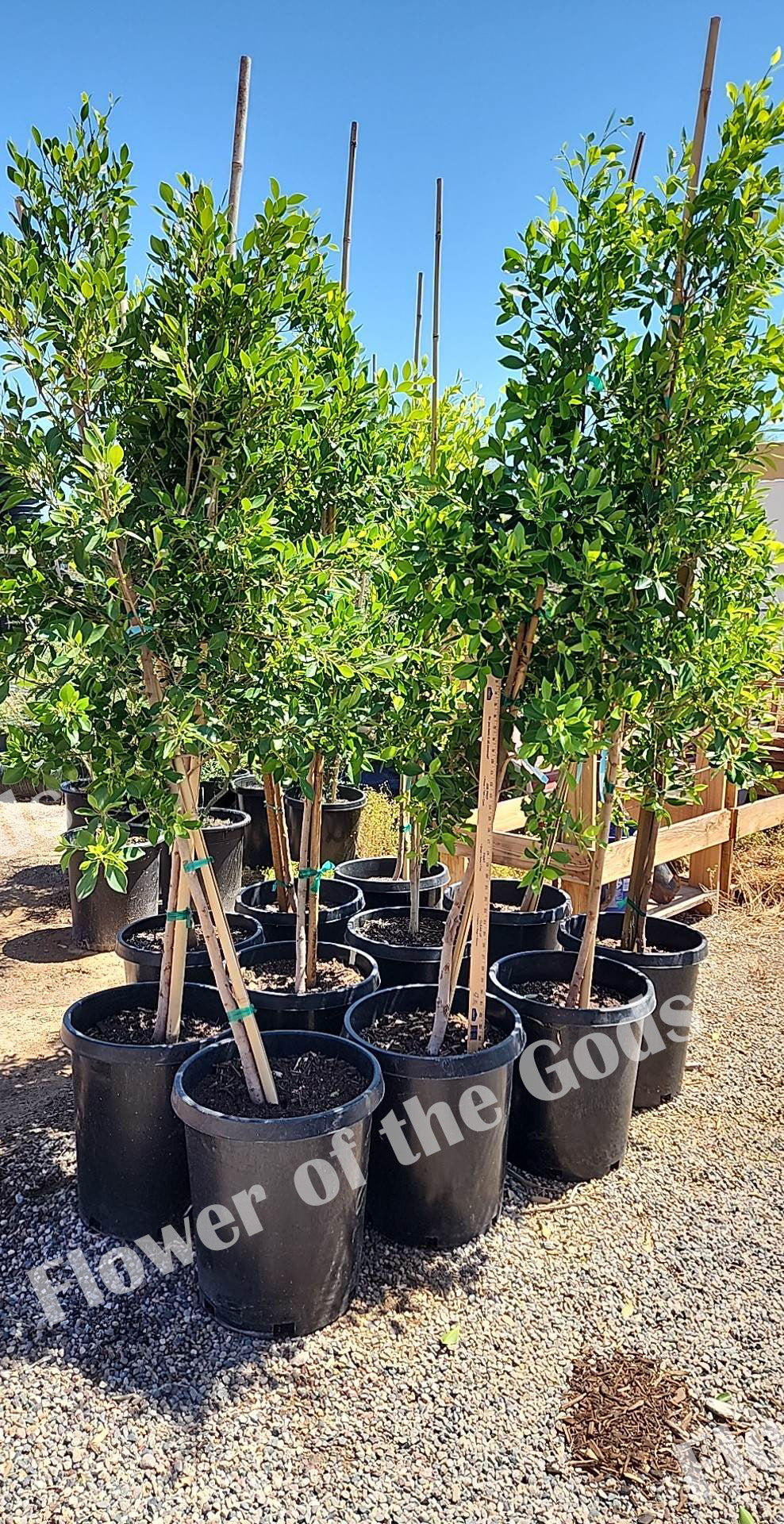 Shade - Indian Laurel Fig (Ficus)