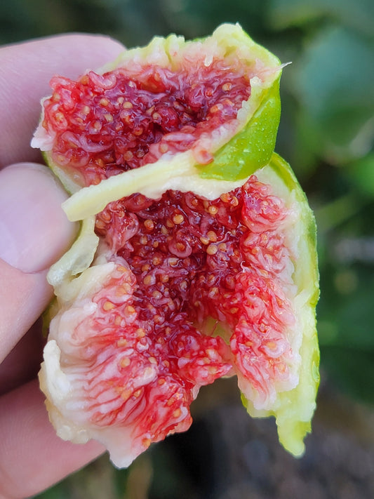 Fig Cutting - Desert King